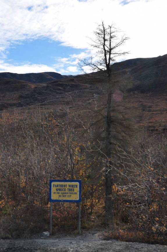 A árvore mais ao norte na Dalton Highway, a caminho do Oceano Ártco, no Alaska